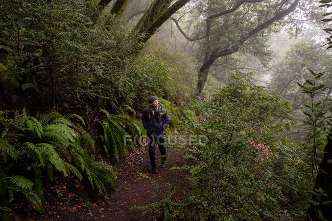 L'uomo percorre un sentiero nebbioso accanto alla collina coperta da alberi e felci — Foto stock