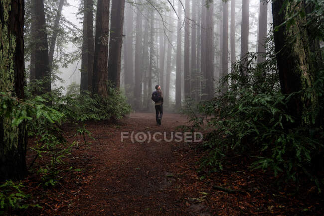 Mann erkundet große Lichtung im nebligen, mysteriösen Mammutbaum-Wald — Stockfoto