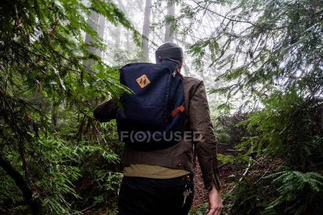 Homem com mochila passa por pinheiros em clareira florestal enevoada — Fotografia de Stock