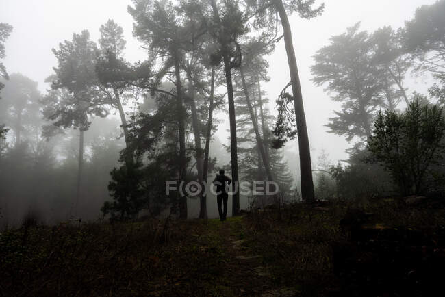 Silhueta de figura entre floresta de árvores em trilha nebulosa Califórnia — Fotografia de Stock