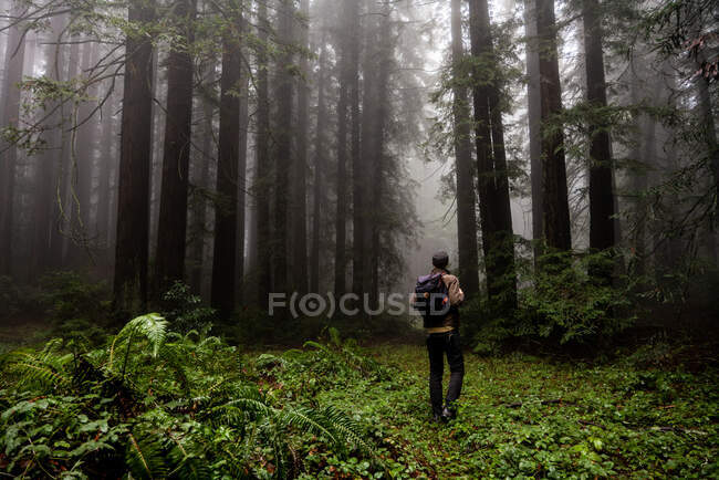 Figura caminhando através de plantas verdes bosque de espadas de árvores nebulosas — Fotografia de Stock