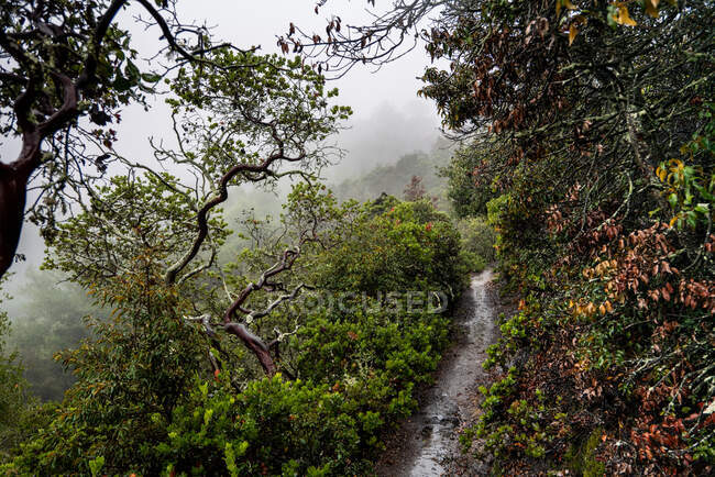 Тонкая тропа через разноцветные и изогнутые ветви к туманному склону холма — стоковое фото