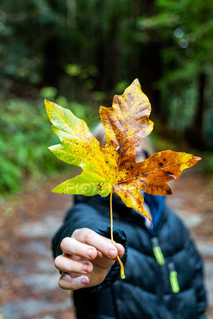 Detail of hand holding large colorful fall leaf by teenager — Stock Photo