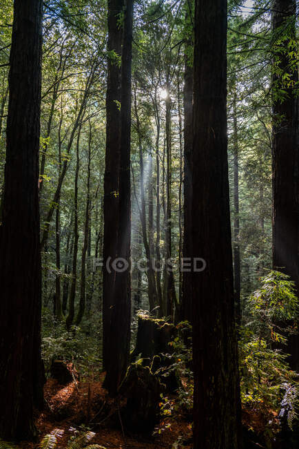 Licht strömt durch den Redwood-Wald und fällt auf moosbedeckten Boden — Stockfoto