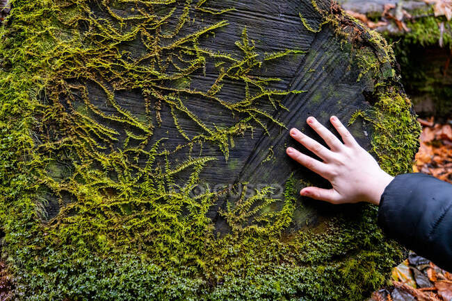Young person's hand touching tree trunk with plant life growing on it — Stock Photo