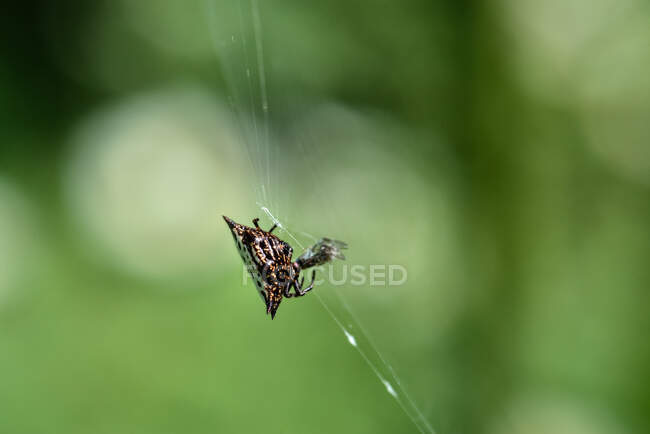 Spider on web close up shot with greenery on background — Stock Photo