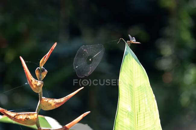 Drago volare e ragnatela sulle piante tropicali nella foresta pluviale — Foto stock