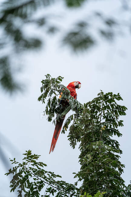 Scarlet macaw on the branch, Central America — Stock Photo