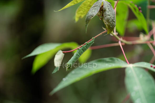 Oruga verde colgando de hoja de tallo rojo en Costa Rica - foto de stock
