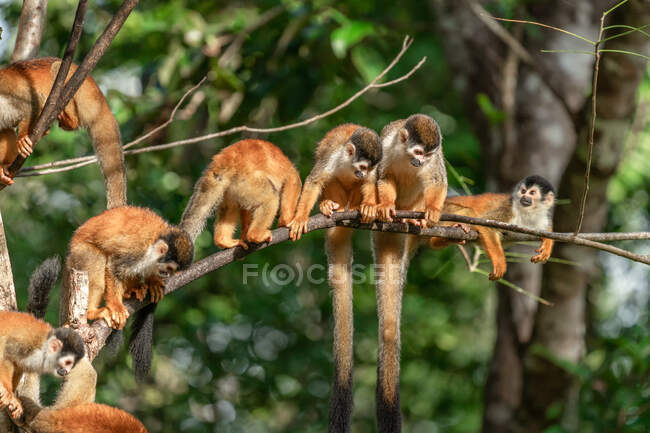 Truppa di scimmie scoiattolo su ramo d'albero in Costa Rica — Foto stock