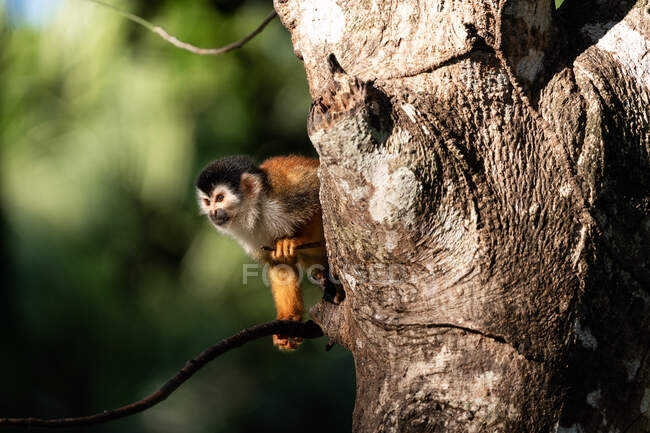 Niedliche Eichhörnchen Affe auf dem Baum in freier Wildbahn — Stockfoto