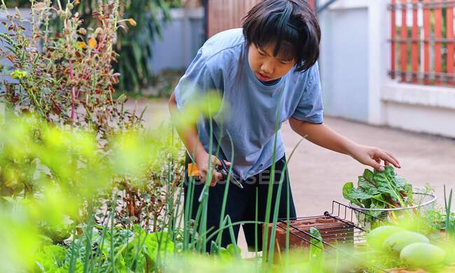 Мальчик собирает овощи в своем саду — стоковое фото
