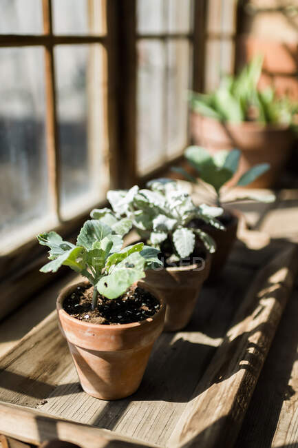 Topfpflanzen im Gewächshaus in Waco, Texas — Stockfoto
