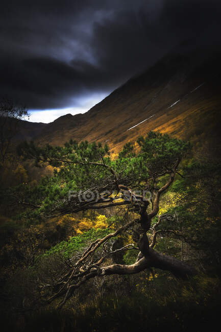 Bela árvore verde na montanha durante o outono na Escócia — Fotografia de Stock