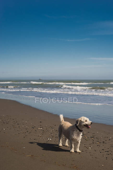 Собака смотрит на закат на пляже в солнечный день — стоковое фото