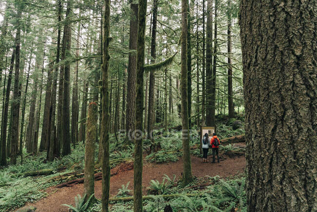 Молодая пара наслаждается прогулкой в лесу на северо-западе Тихого океана. — стоковое фото
