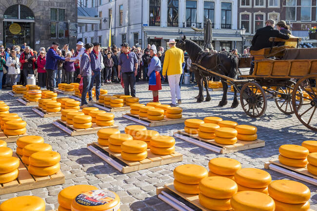 Нидерланды, Южная Голландия, Гауда. Сырный рынок на площади Маркт перед ратушей Штадуис Гауда. — стоковое фото