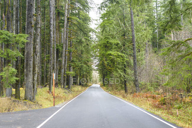 Estrada pavimentada através de uma floresta Evergreen — Fotografia de Stock