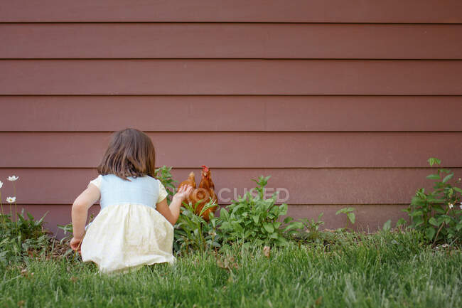A little girl sits in a garden in summer reaching out to a red chicken — Stock Photo