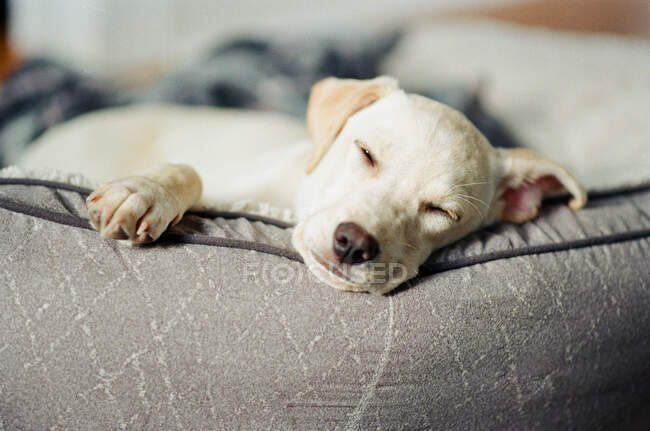 Kleiner müder Welpe entspannt sich im Bett. — Stockfoto