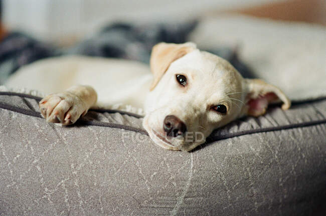 Pequeño cachorro cansado relajándose en su cama. - foto de stock