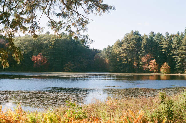 Folhagem de queda sobre uma lagoa em Massachusetts — Fotografia de Stock
