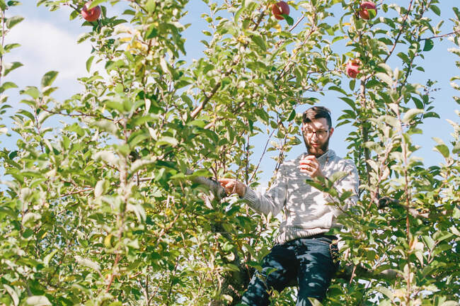 Millennial Mann sitzt in einem Apfelbaum und pflückt Äpfel auf Obstgarten — Stockfoto