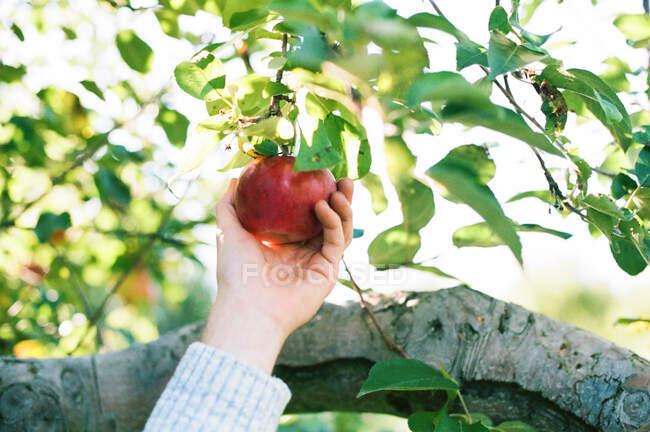 Foto di una mano che raccoglie una mela da un albero. — Foto stock