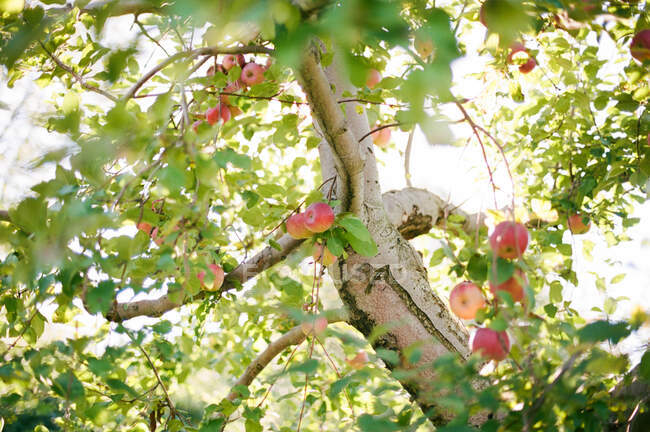 Ein Blick durch einen Apfelbaum. — Stockfoto