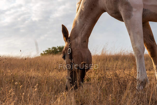 Прекрасная рыжая лошадь, пасущаяся на лугу весной. — стоковое фото