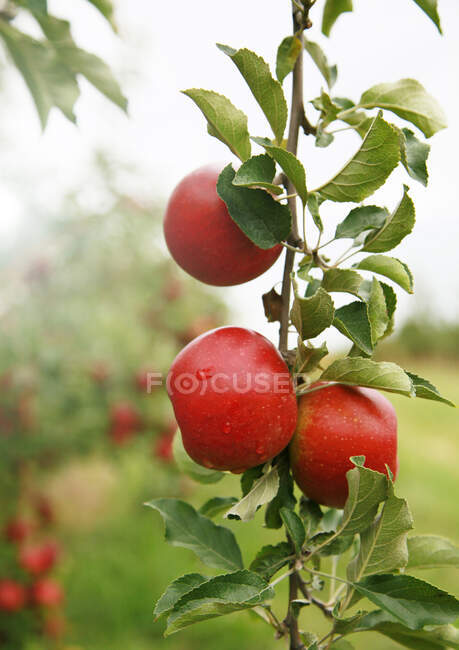 Detalhe da árvore da maçã no pomar — Fotografia de Stock