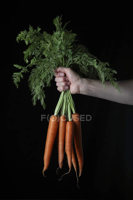 Mano con mazzo di carote biologiche su nero — Foto stock