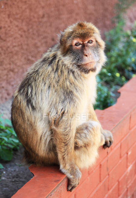Mono sentado en la cornisa de la roca de Gibralter - foto de stock