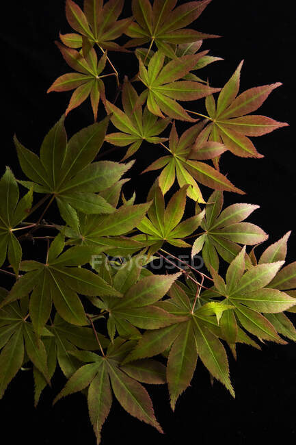 Detail of Red Maple Leaves on Black Background — Stock Photo