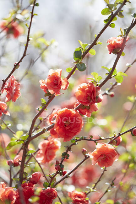 Flores de laranjeira na árvore na luz solar — Fotografia de Stock