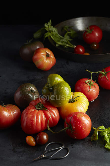 Tomates héritées au basilic fraîchement cueillies dans le jardin — Photo de stock