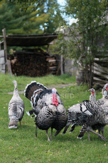 Lebende Truthähne auf der Farm im Upstate New York — Stockfoto