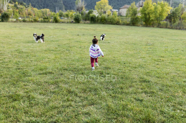 Kleines Mädchen läuft auf Wiese und spielt mit Schäferhunden — Stockfoto
