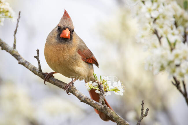 Ein weiblicher Kardinal aus dem Norden thront in einem Pflaumenbaum — Stockfoto
