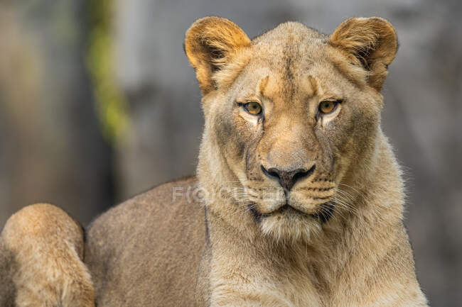Un retrato de un león - foto de stock