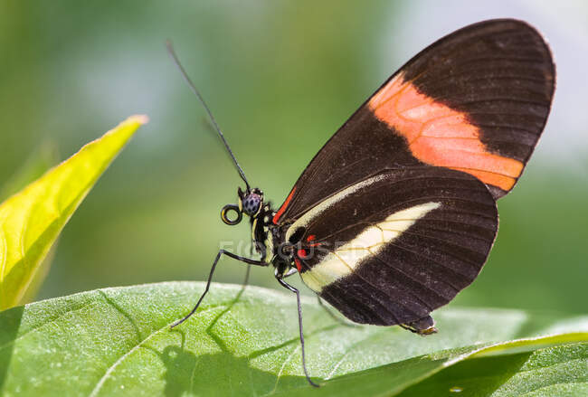 Un papillon postier rouge perché sur une feuille — Photo de stock