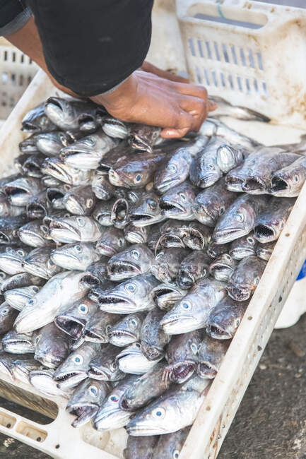 Un pescadero pone pescado fresco en una canasta - foto de stock