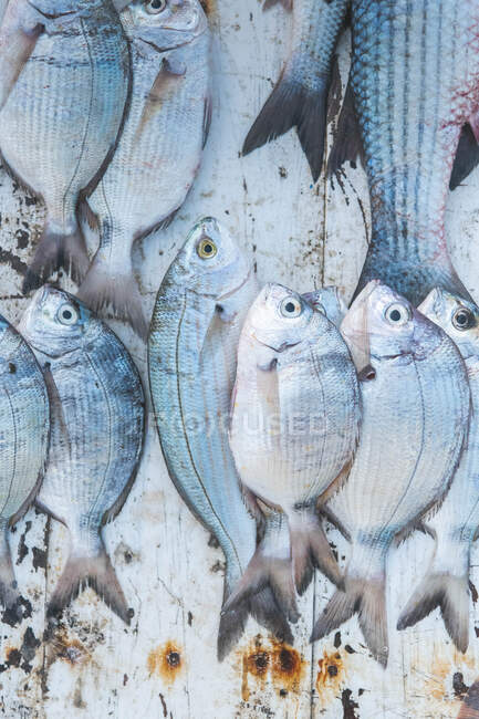 Рыба продается на рынке в гавани — стоковое фото
