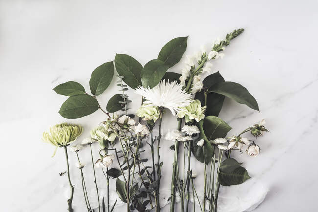 Разнообразие белых цветов и зелени, лежащих на белой поверхности — стоковое фото