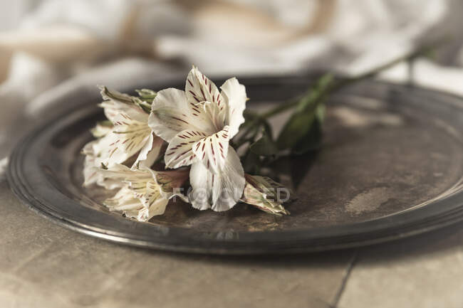 Cream colored alstroemeria laying on vintage silver tray — Stock Photo