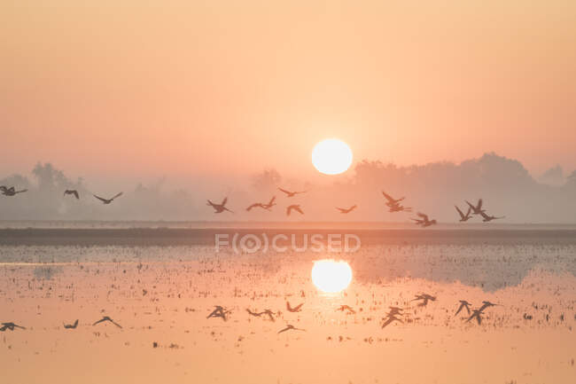 Водні птахи піднімаються над наповненим водою полем на сході сонця — стокове фото
