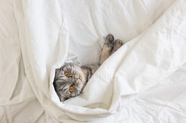 Gato gris escocés plegable en una cama en una sábana. Vista desde arriba. - foto de stock