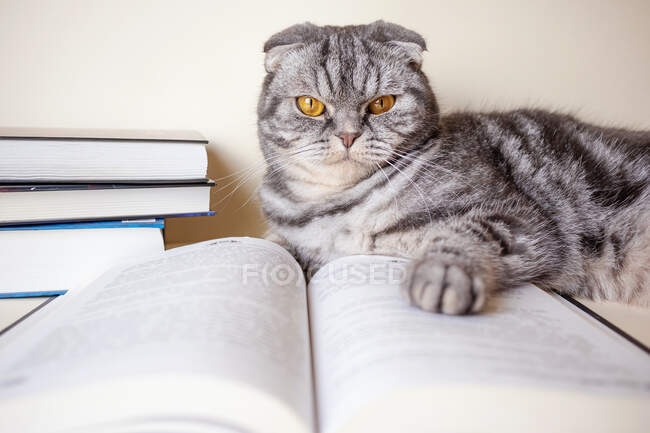 Eine lustige schottische Faltkatze sitzt neben einem aufgeschlagenen Buch. — Stockfoto