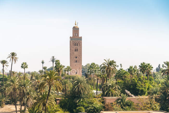 Minaret mosquée Koutoubia avec palmiers au premier plan — Photo de stock