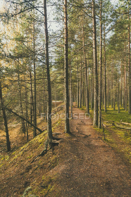Прекрасний осінній ліс з деревами і зеленим листям — стокове фото